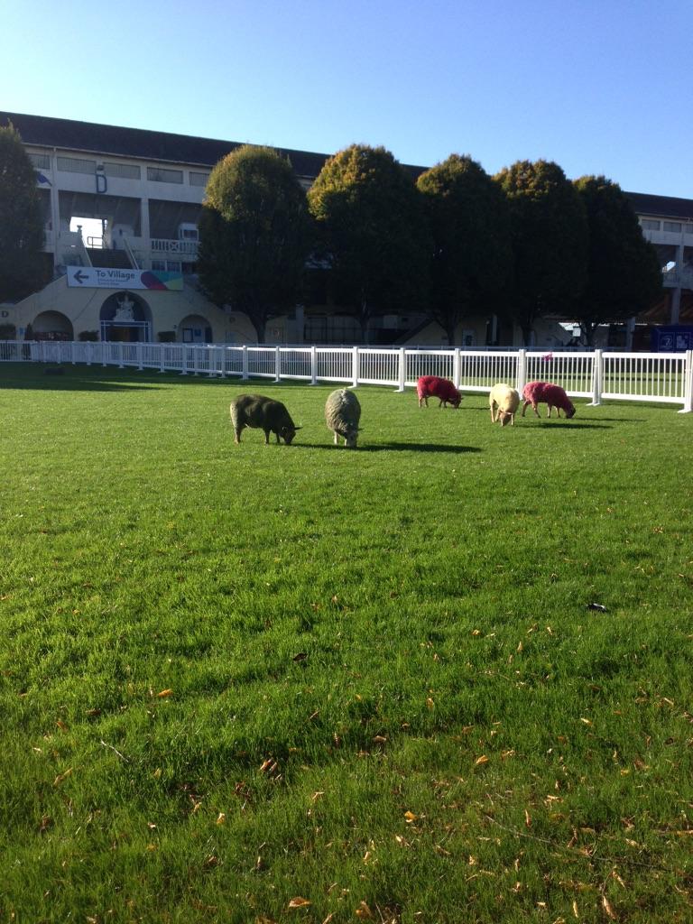 Love the web summit coloured sheep #WebSummit2014