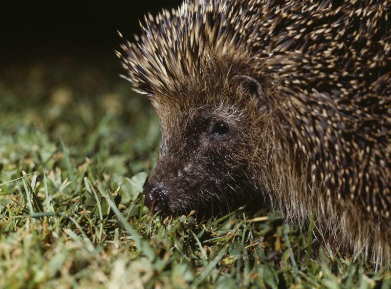 nationaltrust's tweet image. If you're having a bonfire, don't forget to check for this little fella.