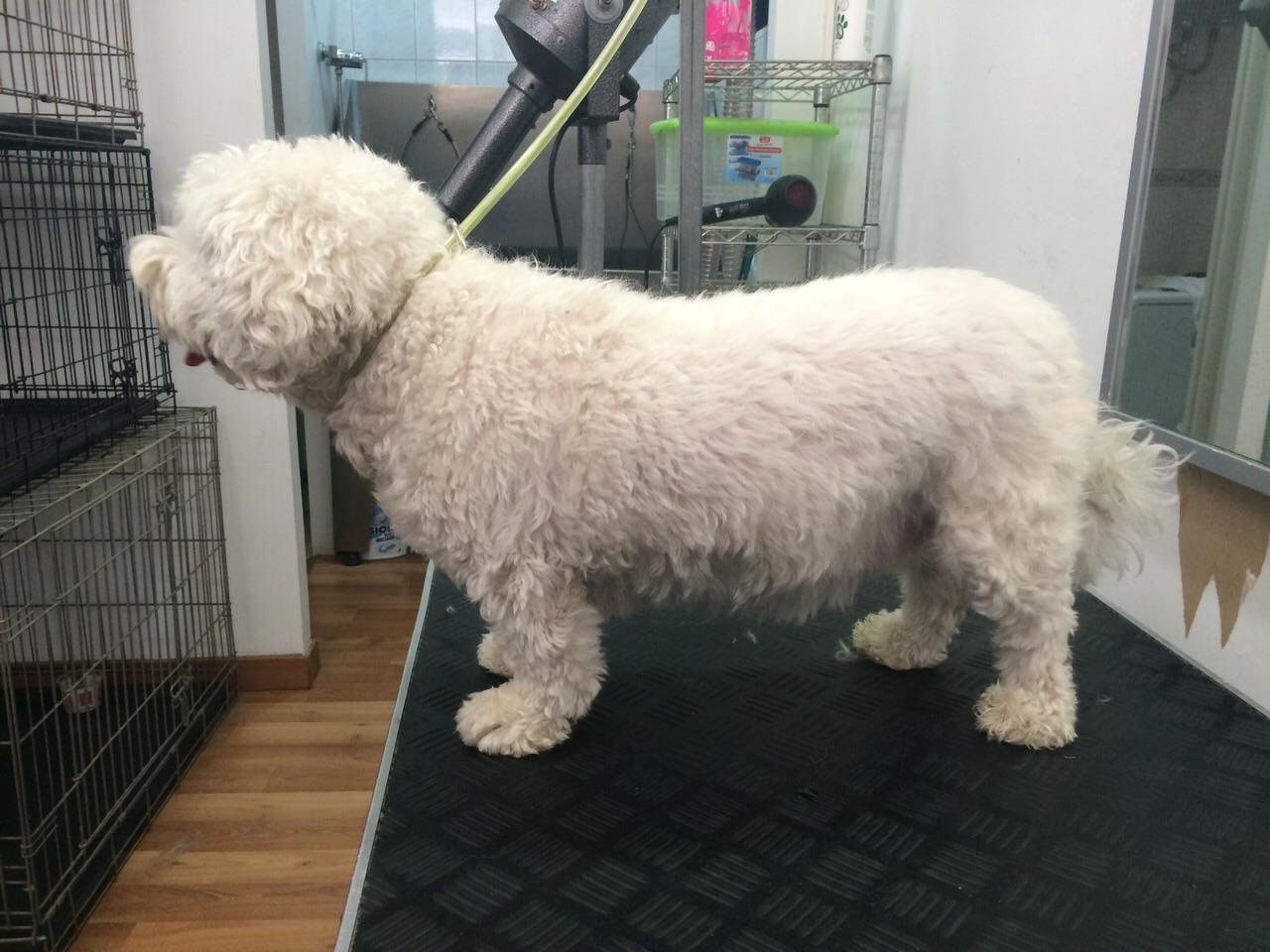 Woff-Dog on Twitter: "Nuestra última perrita de la mañana, Lola, una