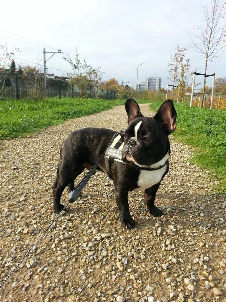 frenchiebilly's tweet image. So beautiful ♥♡ Billy