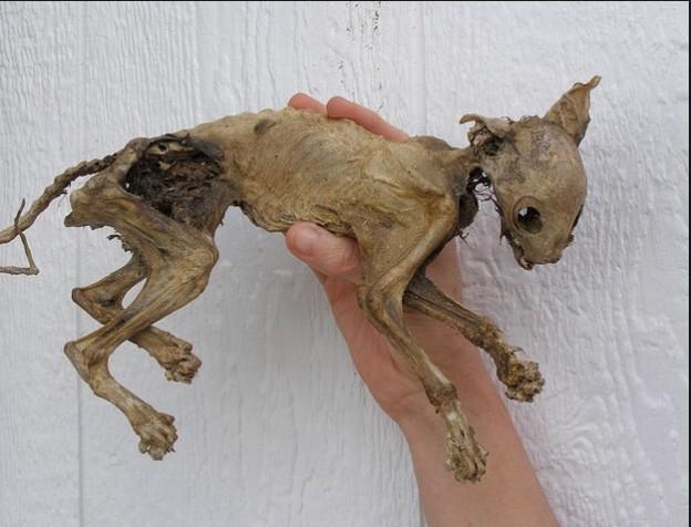 Wet_cats's tweet image. Wet cats teammate, Jonathan Orkwis, found dead after not showering for days! #ripjonathan #gowetcats