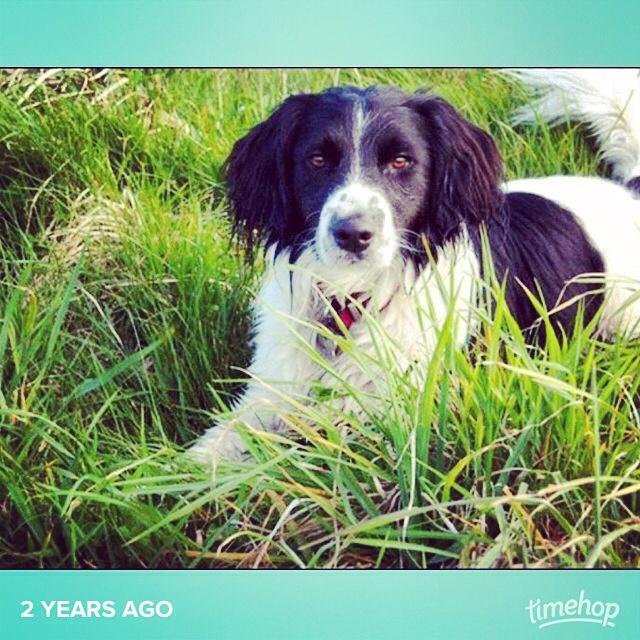 A woman's best friend. Love him! X