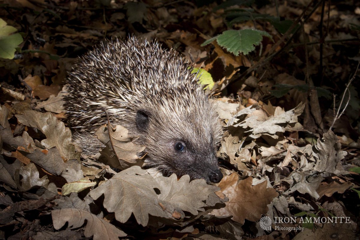 Pls check yr bonfires for little guys trying to get cosy for the winter. <a href="/hedgehogsociety/">Hedgehog Society</a> britishhedgehogs.org.uk/?action=viewAr…