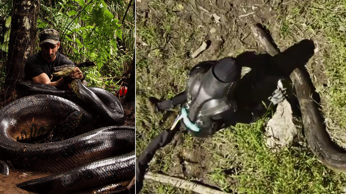 Man To Be Eaten Alive By Anaconda For Tv Show Scoopnest