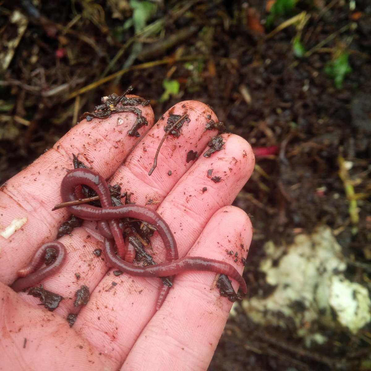 Our little friends are staying warm in the compost bin! #NYUrbanFarmLab