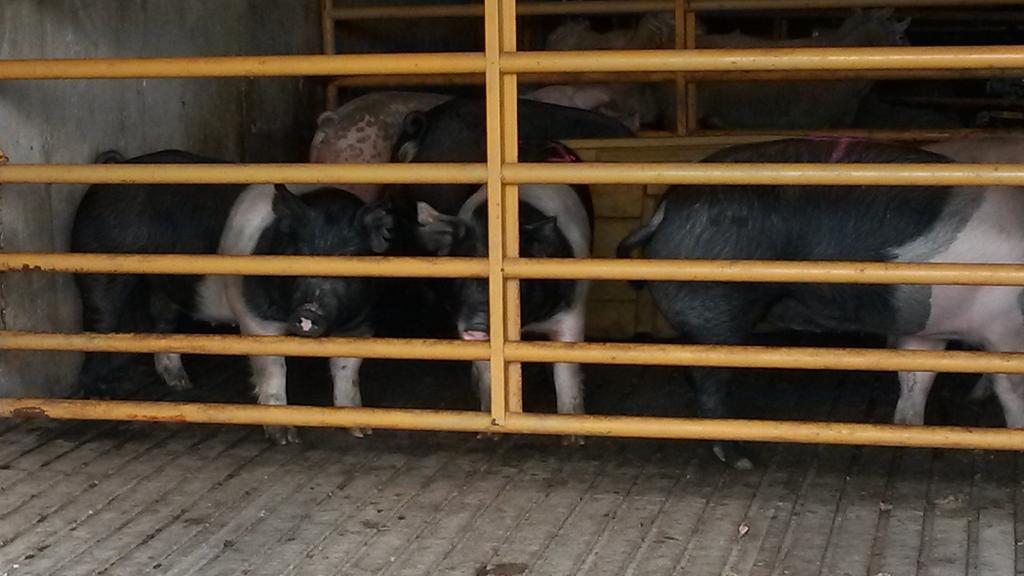 smoke2pull's tweet image. Whats the next step here? Bbq?