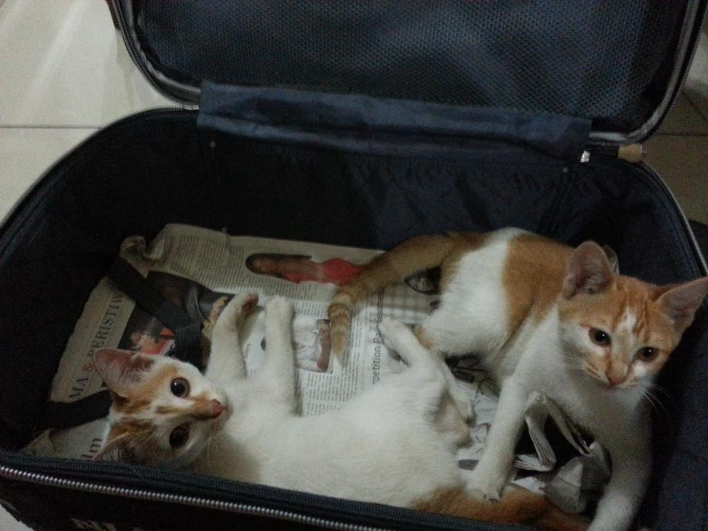 s_vavalentina's tweet image. mau liburan.. (ada yg ngikut ) #TonightHoliday #TonightShow_NET