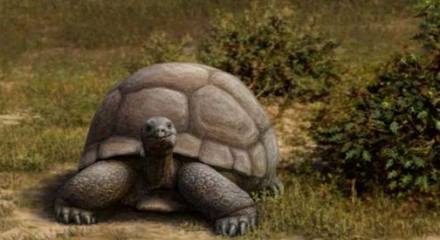 antena3com's tweet photo. Hace 15 millones de años, las tortugas terrestres paseaban por la Gran Vía de Madrid
http://t.co/N2LqXn2Aqy http://t.co/UX2AvKAqVg