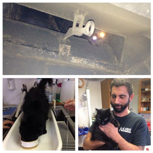 AcademyPest's tweet image. Another success story!!
Little guy got stuck in the fireplace!!! Rescued!!
All good now!!!