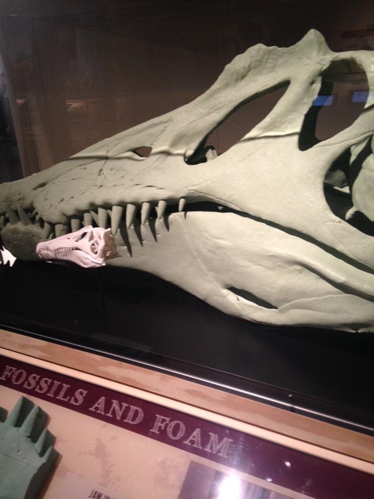 AUMediaUC's tweet photo. 3D printing of Dino bones @ @NatGeo museum @AmericanUC #UCLabDay http://t.co/ZAM0RyGj3L