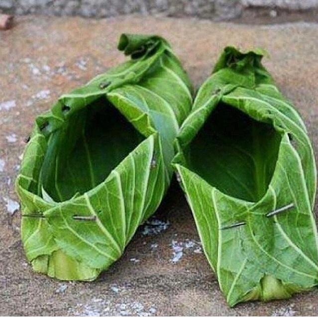 GrowSmthngGreen's tweet image. Don't forget your slippers when your in the garden...
#garden #gardenchat #gardening