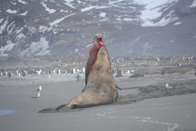 An elephant seal the boys came across #DNRC #challenge100 #BendTheRules #expedition