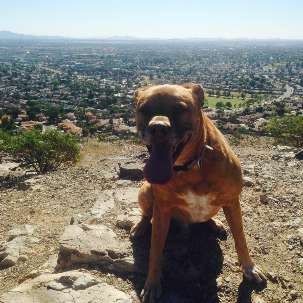 South Mountain hike with the pups, 1905 has the best views! #Azhikes #lookingdownat1905 #Nash