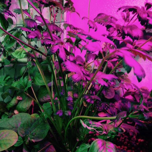 KCAquaponics's tweet photo. http://t.co/yMdPQDBjHc