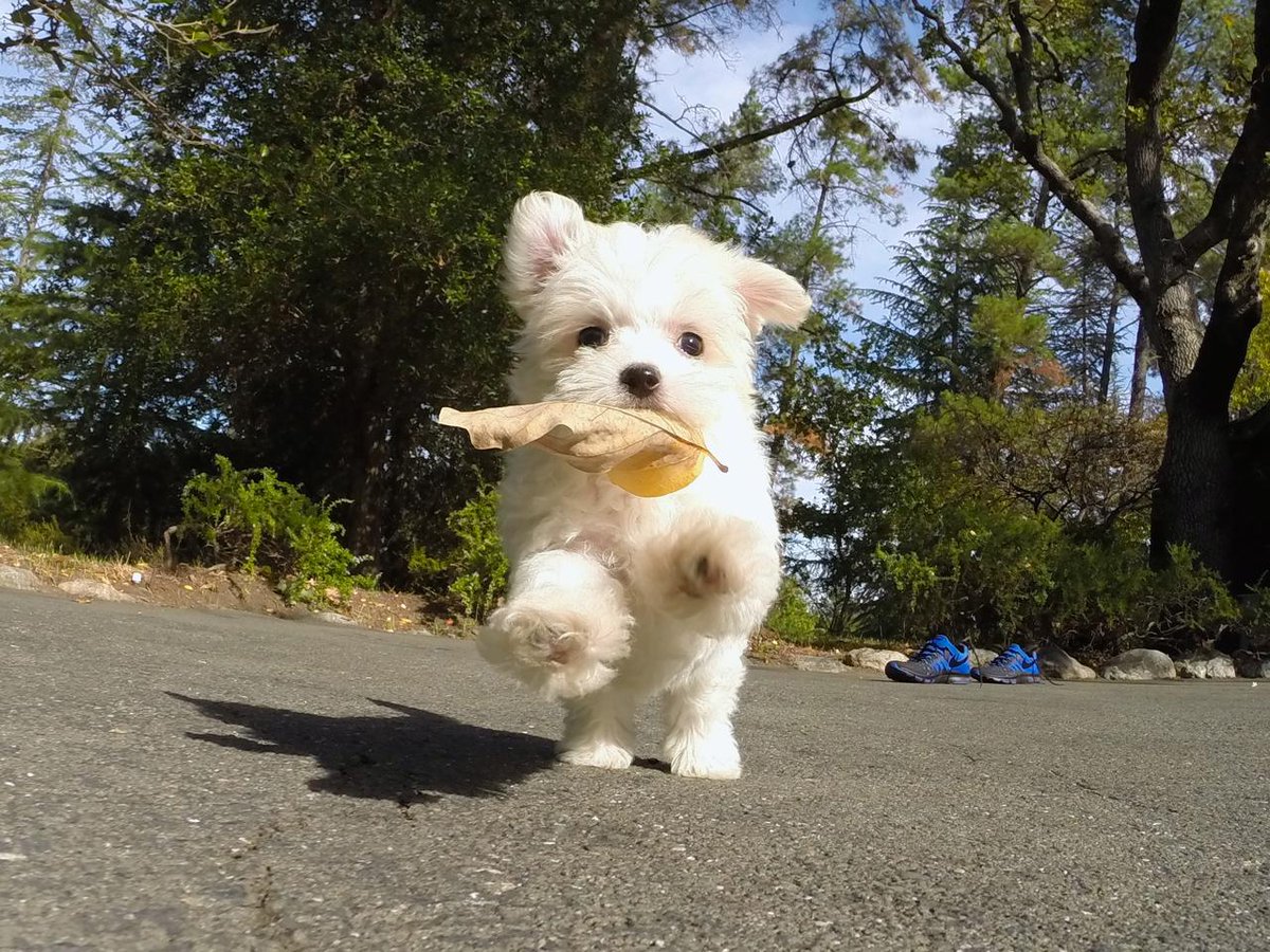 NorCalPups's tweet photo. @ValeArrighetti #Maltese #puppy http://t.co/ngAF2xzYG6