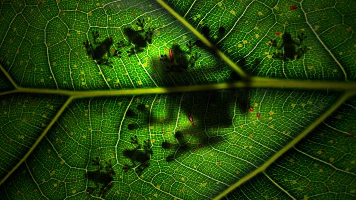 Enlace permanente de imagen incrustada