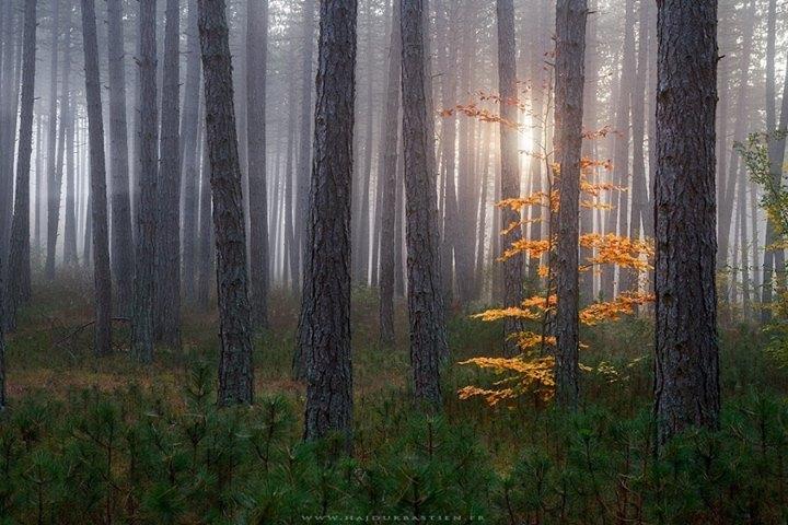 EL OTOÑO SE ACERCA CON MUY POCO RUIDO...* - Página 21 B1t21bjCQAAmT4n