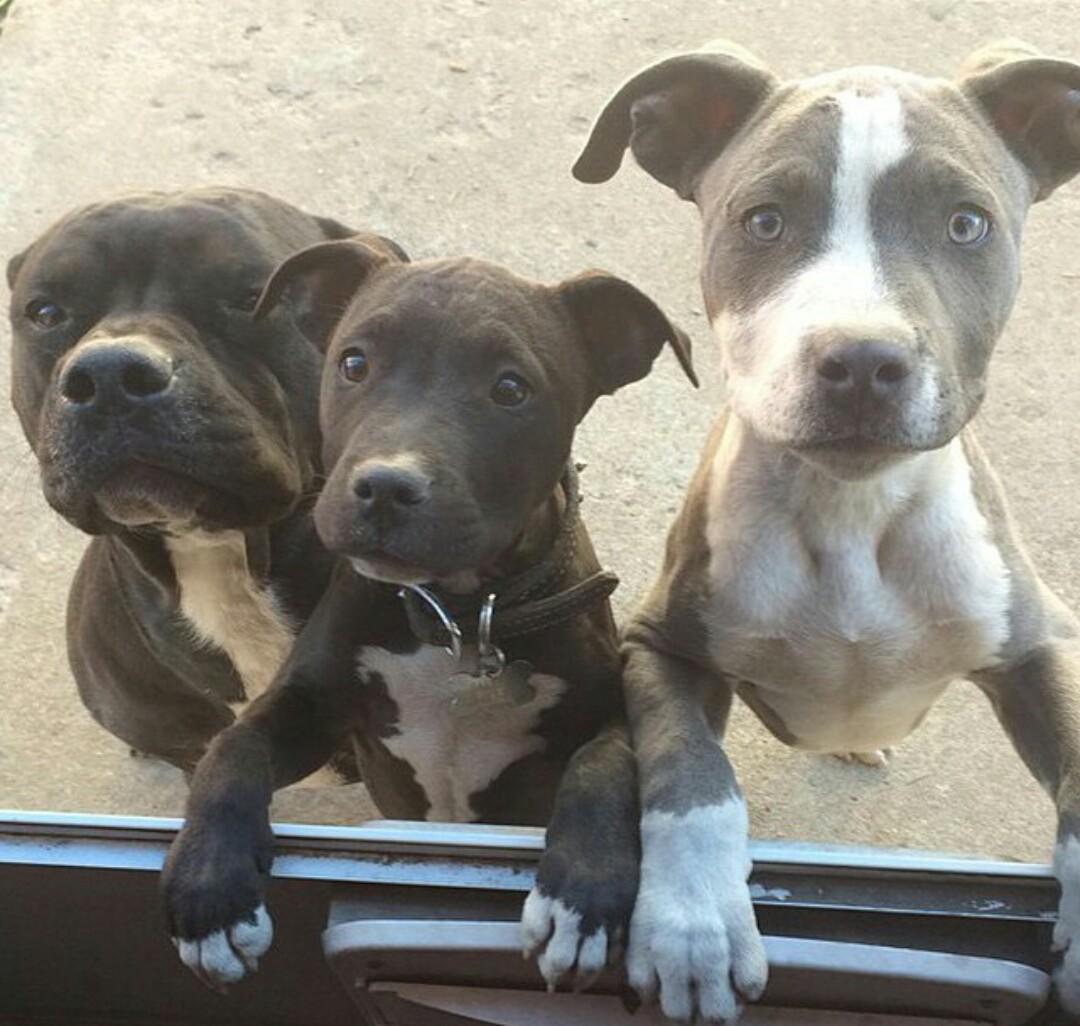 PitbuIIs's tweet image. 