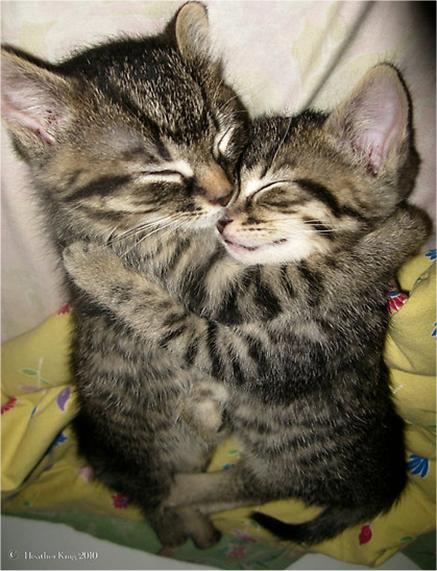Best Job Ever: Kitten Cuddlers WANTED! #KittenCuddler #BestJobEver - klou.tt/c1371fww9nla