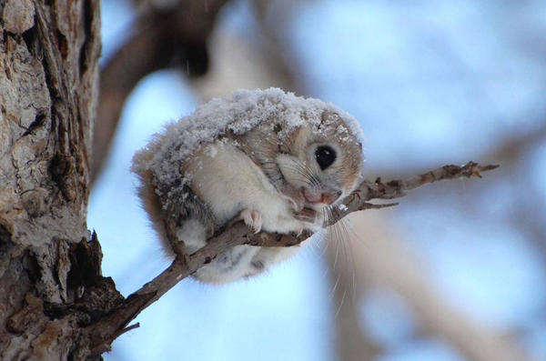 OurWorldPhotos's tweet photo. Cute Japanese Dwarf Flying Squirrel http://t.co/PnWxzSXgXZ