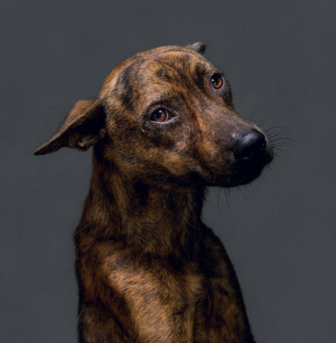 elconfidencial's tweet photo. El fotógrafo Yun-Fei Tou ha captado las miradas de ocho perros justo antes de morir http://t.co/fhZ7UTrbkf http://t.co/3Yul7kEmJV