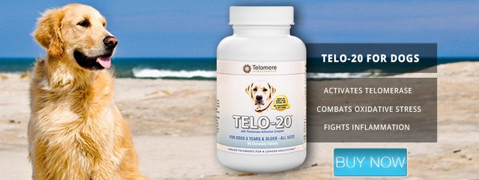 TeloDog's tweet image. Buy now.TELO-20 for dogs. Add years to your dog's life. Activates #Telomerase,  bit.ly/1shczT8