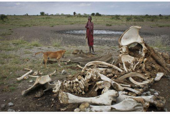 TorontoStar's tweet photo. Report links Chinese to elephant poaching in Tanzania 
http://t.co/v42o0BOE3O http://t.co/SGJe8rnbSt