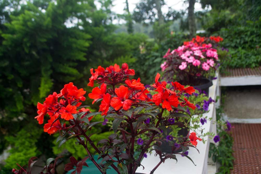 KoshysBnB's tweet photo. @KoshysBnB  #Periyar looks fresh and green after the post monsoon rains. All set for the #tourismseason, #Thekkady http://t.co/LLATtRnlcR
