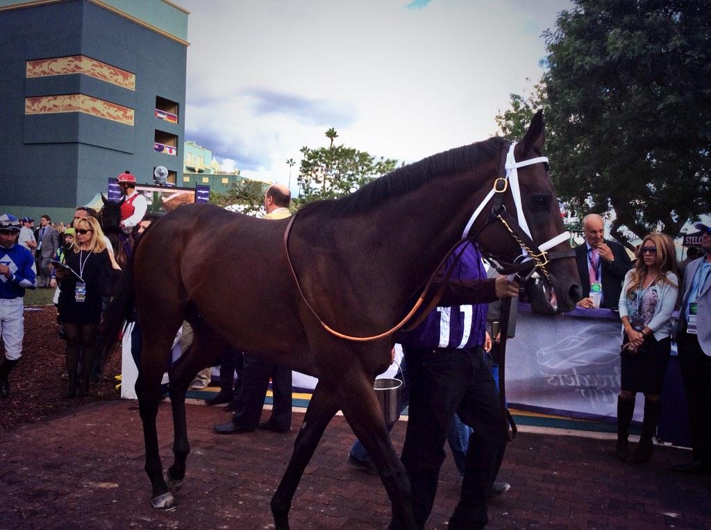SPishehvar's tweet photo. @ShadwellStud Shadwell Racing R11 #11 Saayad #4 Mustajeeb @Onceuponasaddle #BC2014 gorgeous beauties @lovehorseracin http://t.co/R57YhXBSmb