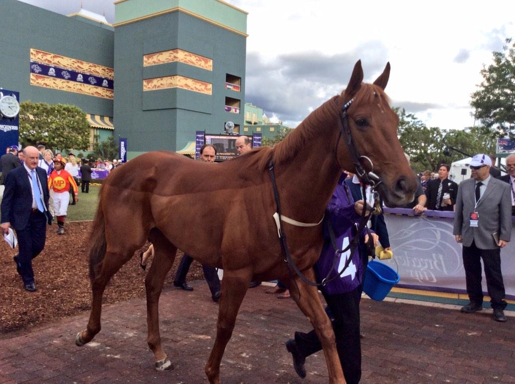SPishehvar's tweet photo. @ShadwellStud Shadwell Racing R11 #11 Saayad #4 Mustajeeb @Onceuponasaddle #BC2014 gorgeous beauties @lovehorseracin http://t.co/R57YhXBSmb