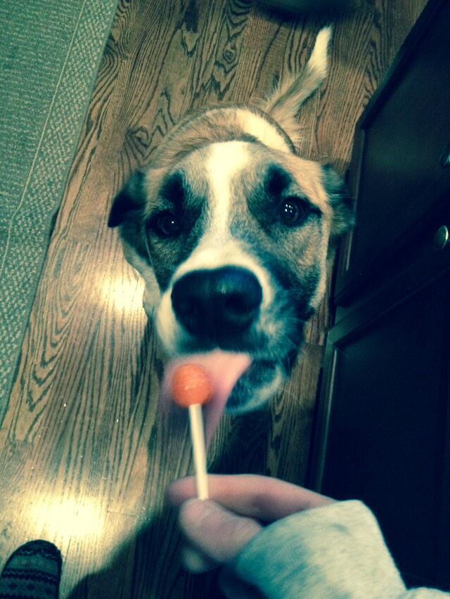 KToppett's tweet photo. My dog is literally to fucking cute. http://t.co/cR6YSkgh5w