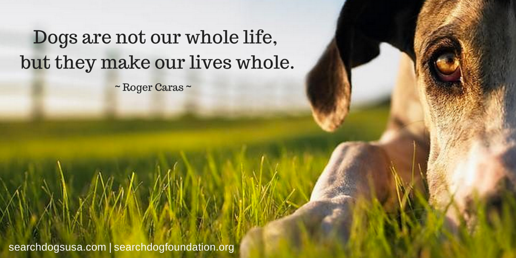 SearchDogsUSA's tweet photo. RT if you agree! #WoofWednesday http://t.co/a8T0OIGfwR
