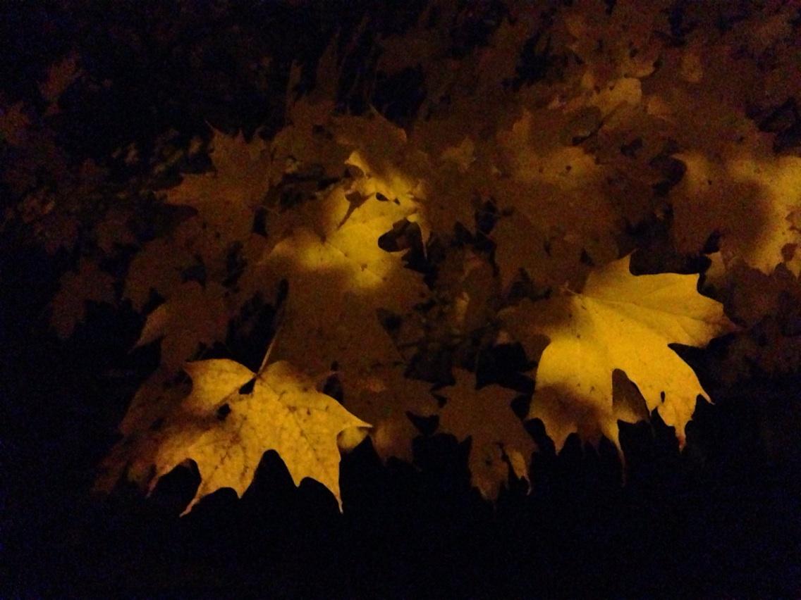 20scholar08's tweet photo. I love it when darkness makes things more beautiful ... #nifkin  #gamesEG http://t.co/kL1sJbhbqf