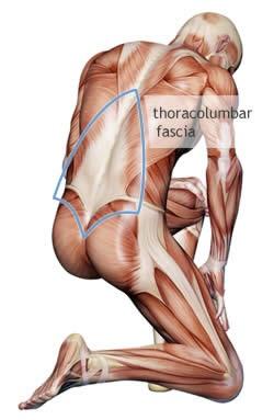 SpaInMobileSpa's tweet image. There's so much more to your low back. Check out the thoracolumbar fascia. #lowbacksupport #lowbackpain