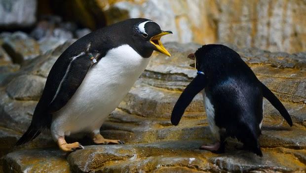 Just remember kids, 40% of penguin marriages end in divorce. #montythepenguin
