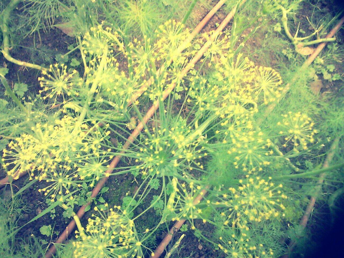 This dill seed head is the closest thing to sunshine today #RainyDays