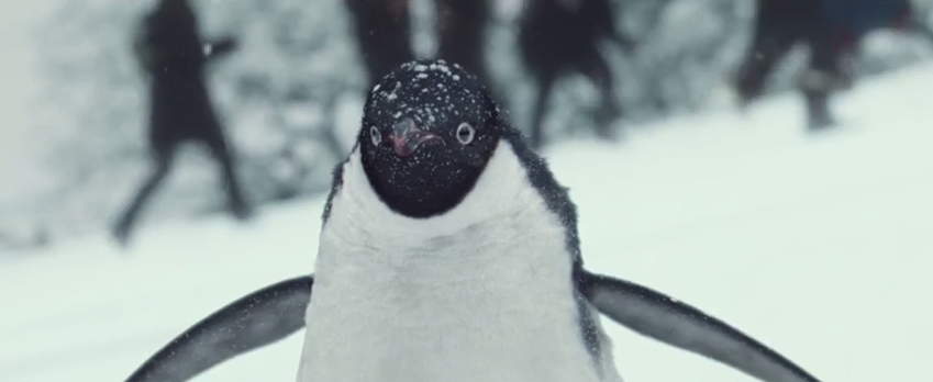 hazelb92's tweet photo. - http://t.co/OBNvXVUlG4 http://t.co/QobLnjGiEg” @YourAuldWan he has a pet penguin think I just cried