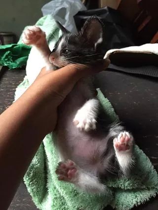 roh_srilanka's tweet photo. #loving home needed for this poodi cat....pls inbox us... :) #kitten #kindhome #adopt #lka #colombo http://t.co/DJf9zlUCuh