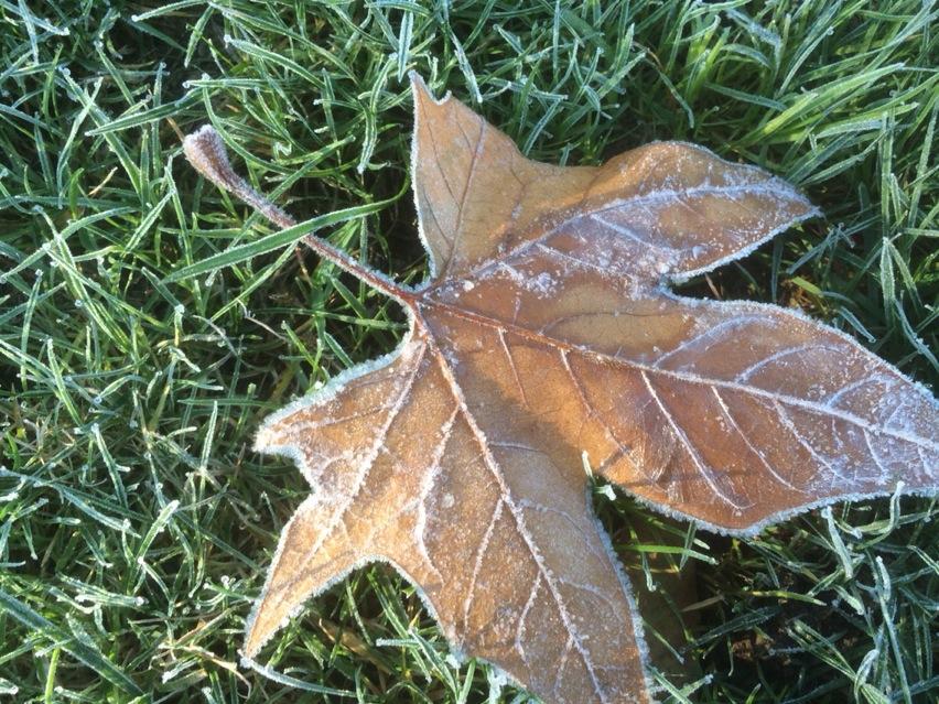 gn_parakeet's tweet image. Proper frosty morning on Tooting Common. Too cold to land. #keepflapping