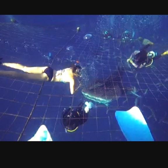 Ohgracy's tweet image. 고래상어