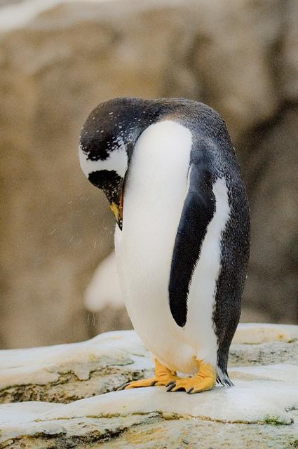 We’re a Penguin Free Zone.  A Penguin shouldn’t be just for Christmas!  Free #MontyThePenguin NOW!