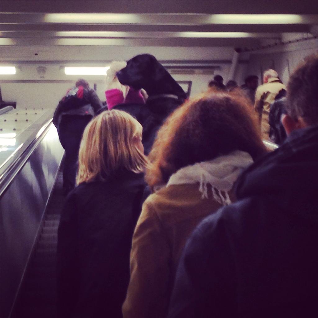 TheAlPitcher's tweet image. WHO let the dog on ? Woman carries dog up the rulltrappa , freaking the shit out of me #movingsteps #toomuchkaffe