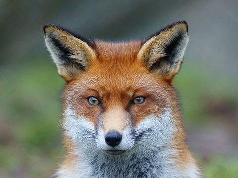 CriptoNatura's tweet photo. A red fox in Iceland? http://t.co/eV1ziQCP2Q http://t.co/2F8XBeCJvu