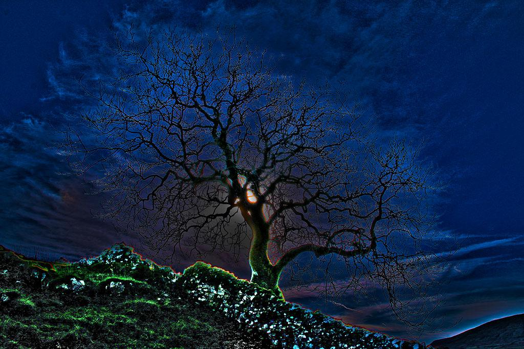 JCALimited's tweet photo. Great tree picture! http://t.co/xSVg3JLJJX