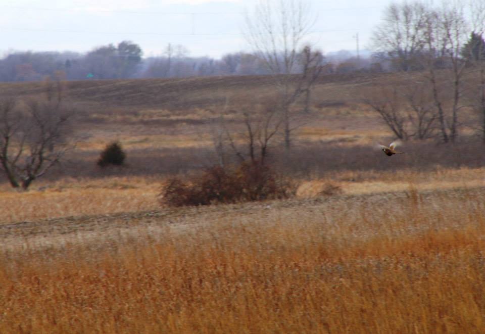 pheasants4ever tweet picture