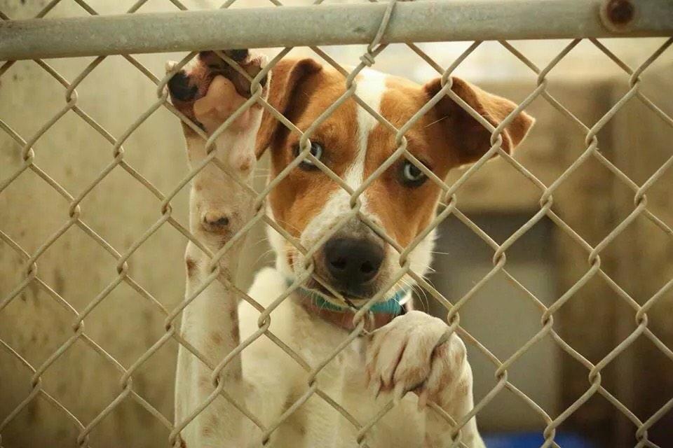 #odessatexas this baby is going to die tonight to make space! Please consider her she's a basenji mix 1-2 years old