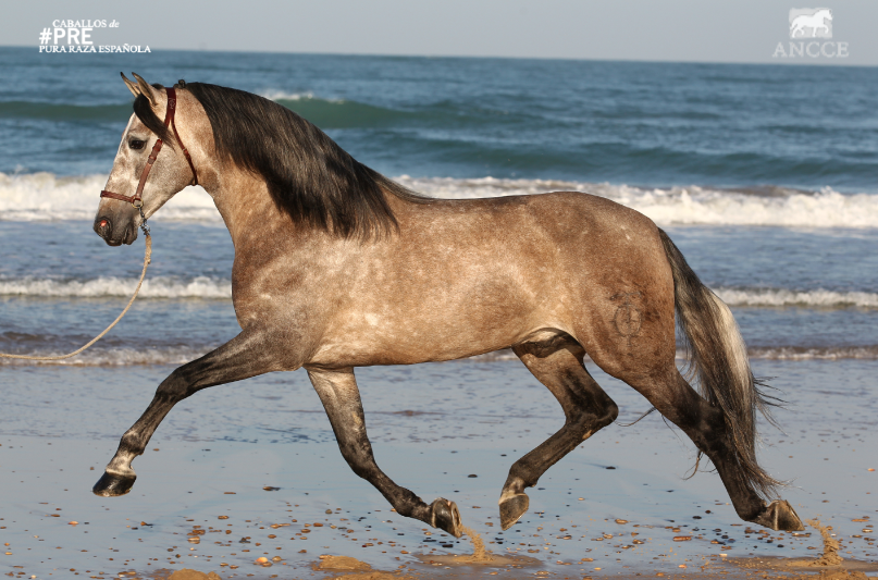 SICABOficial's tweet photo. El caballo #PRE es uno de los más bellos del mundo. RT si estás de acuerdo #SICAB #PRE. Foto: Bob Langrish http://t.co/Hq6XPt7dNM