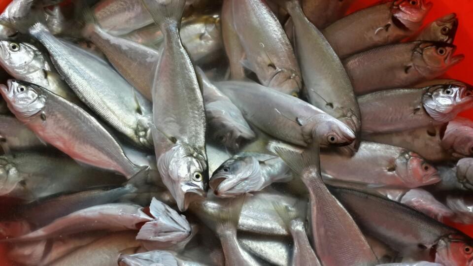 Masallah bu sene deniz bereketli :) (@ Dolphin Balık Restaurant in İstanbul) 4sq.com/1tLhNes