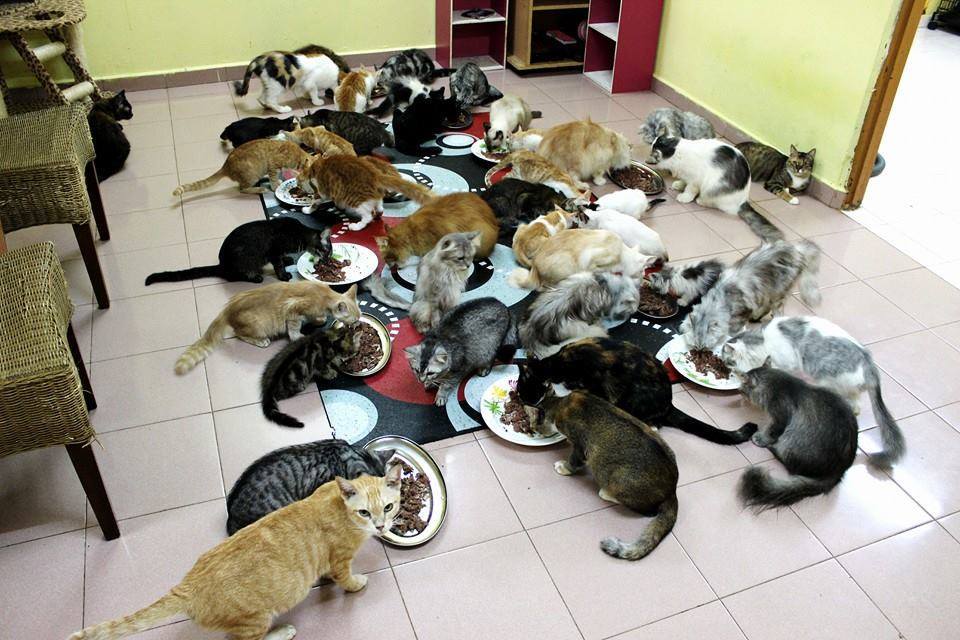 fazirulsafwan's tweet photo. Jemput datang rumah ea semua, ada makan makan. http://t.co/WgqAnEKdfY