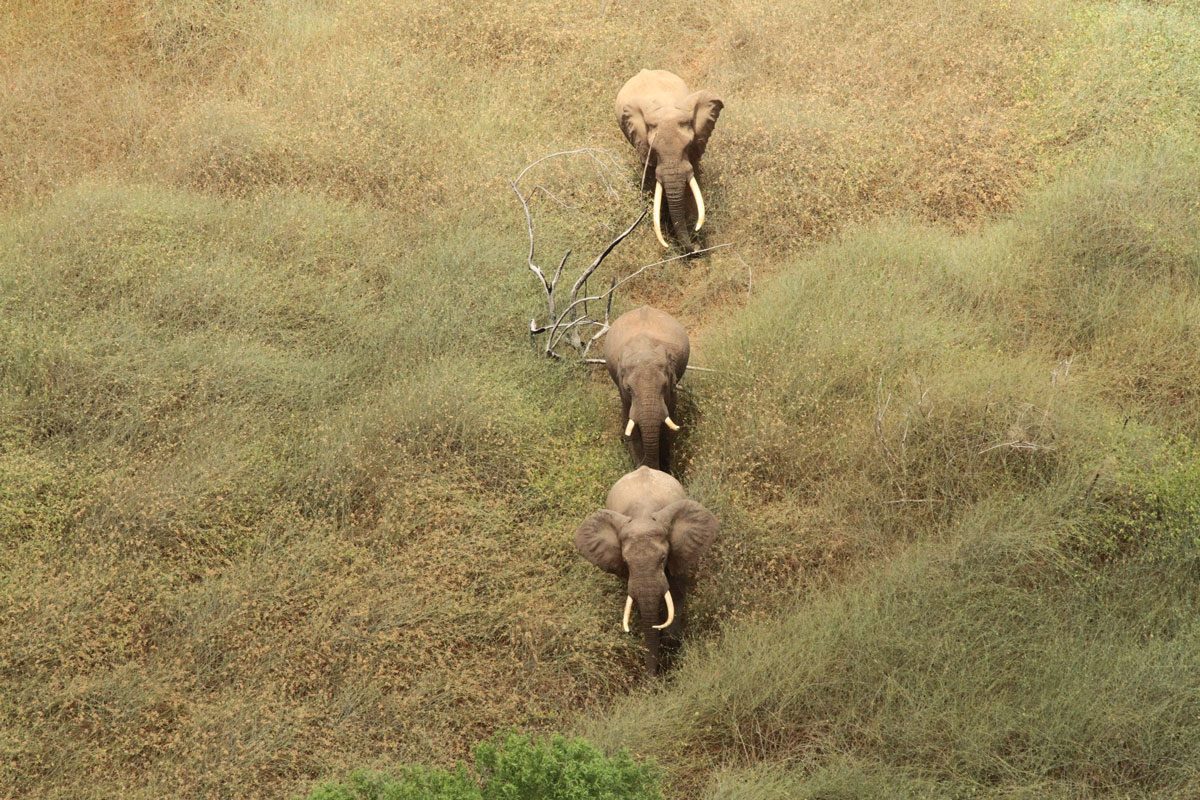 SheldrickTrust's tweet photo. Photo of the day: Our Aerial Surveillance Team sight three majestic #elephants striding through the bush http://t.co/1CxFvs1adY